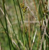 ostřice Hostova <i>(Carex hostiana)</i> / Habitus