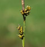 ostřice Hostova <i>(Carex hostiana)</i> / Plod