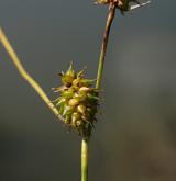 ostřice šupinoplodá <i>(Carex lepidocarpa)</i> / Plod