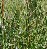 ostřice šupinoplodá <i>(Carex lepidocarpa)</i> / Habitus