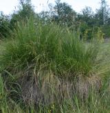 ostřice latnatá <i>(Carex paniculata)</i> / Habitus