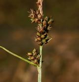 ostřice kulkonosná <i>(Carex pilulifera)</i> / Květ/Květenství