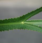 srpek obecný <i>(Falcaria vulgaris)</i> / List