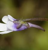 tučnice obecná <i>(Pinguicula vulgaris)</i> / Květ/Květenství