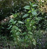 kopřiva lužní <i>(Urtica kioviensis)</i>