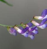 vikev kašubská <i>(Vicia cassubica)</i> / Květ/Květenství