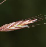 sveřep rolní <i>(Bromus arvensis)</i> / Květ/Květenství
