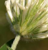 jetel panonský <i>(Trifolium pannonicum)</i> / Květ/Květenství