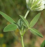 jetel panonský <i>(Trifolium pannonicum)</i> / Habitus