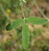 jetel panonský <i>(Trifolium pannonicum)</i>