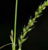 ostřice hubená <i>(Carex strigosa)</i> / Květ/Květenství