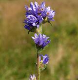 zvonek hadincovitý <i>(Campanula cervicaria)</i> / Květ/Květenství