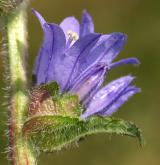 zvonek hadincovitý <i>(Campanula cervicaria)</i> / Květ/Květenství