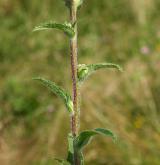 zvonek hadincovitý <i>(Campanula cervicaria)</i> / Stonek