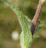 zvonek hadincovitý <i>(Campanula cervicaria)</i> / List