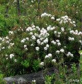 rojovník bahenní <i>(Rhododendron tomentosum)</i> / Habitus