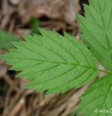 ostružiník kleťský <i>(Rubus kletensis)</i> / List