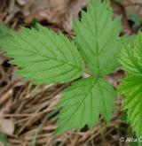 ostružiník kleťský <i>(Rubus kletensis)</i> / List