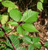 ostružiník pošumavský <i>(Rubus epipsilos)</i> / List