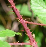 ostružiník pošumavský <i>(Rubus epipsilos)</i> / Větve a pupeny