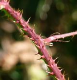 ostružiník pošumavský <i>(Rubus epipsilos)</i> / Větve a pupeny