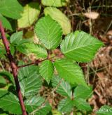 ostružiník pošumavský <i>(Rubus epipsilos)</i> / List