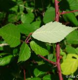 ostružiník pošumavský <i>(Rubus epipsilos)</i> / List
