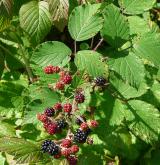 ostružiník dvojbarevný <i>(Rubus bifrons)</i> / Plod