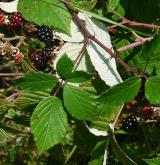 ostružiník dvojbarevný <i>(Rubus bifrons)</i> / List