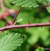 ostružiník dvojbarevný <i>(Rubus bifrons)</i> / Větve a pupeny