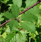 ostružiník dvojbarevný <i>(Rubus bifrons)</i> / List