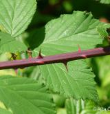 ostružiník dvojbarevný <i>(Rubus bifrons)</i> / Větve a pupeny