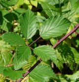 ostružiník dvojbarevný <i>(Rubus bifrons)</i> / List