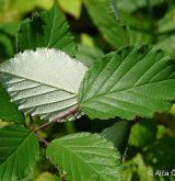 ostružiník dvojbarevný <i>(Rubus bifrons)</i> / List