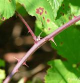 ostružiník dvojbarevný <i>(Rubus bifrons)</i> / Větve a pupeny