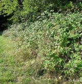 ostružiník dvojbarevný <i>(Rubus bifrons)</i> / Porost