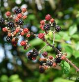 ostružiník dvojbarevný <i>(Rubus bifrons)</i> / Plod