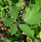 ostružiník dvojbarevný <i>(Rubus bifrons)</i> / List