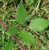 ostružiník dvojbarevný <i>(Rubus bifrons)</i> / List