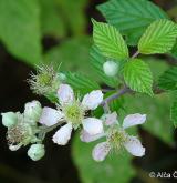 ostružiník dvojbarevný <i>(Rubus bifrons)</i> / Květ/Květenství