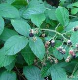 ostružiník žláznatý <i>(Rubus pedemontanus)</i> / Plod