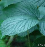 ostružiník žláznatý <i>(Rubus pedemontanus)</i> / List