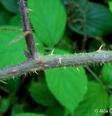 ostružiník žláznatý <i>(Rubus pedemontanus)</i> / Větve a pupeny