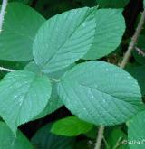 ostružiník žláznatý <i>(Rubus pedemontanus)</i> / List