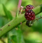 ostružiník vzpřímený <i>(Rubus nessensis)</i> / Plod