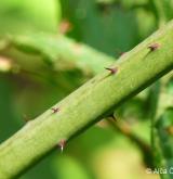 ostružiník vzpřímený <i>(Rubus nessensis)</i> / Větve a pupeny