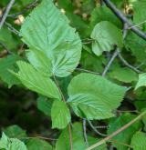ostružiník vzpřímený <i>(Rubus nessensis)</i> / List