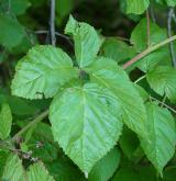 ostružiník vzpřímený <i>(Rubus nessensis)</i> / List