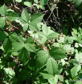 ostružiník lemový <i>(Rubus apricus)</i> / List