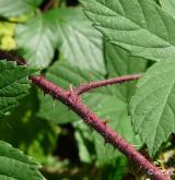 ostružiník lemový <i>(Rubus apricus)</i> / Větve a pupeny